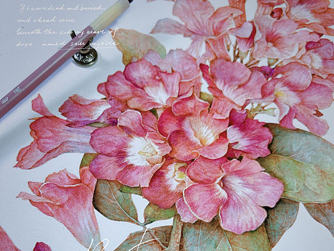 蘸水笔针管笔｜蒜香藤