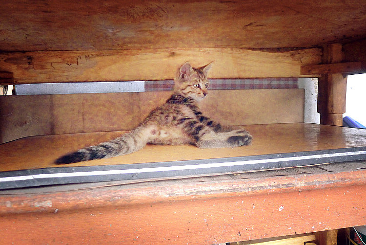 这是一只很美貌的小喵有木有!