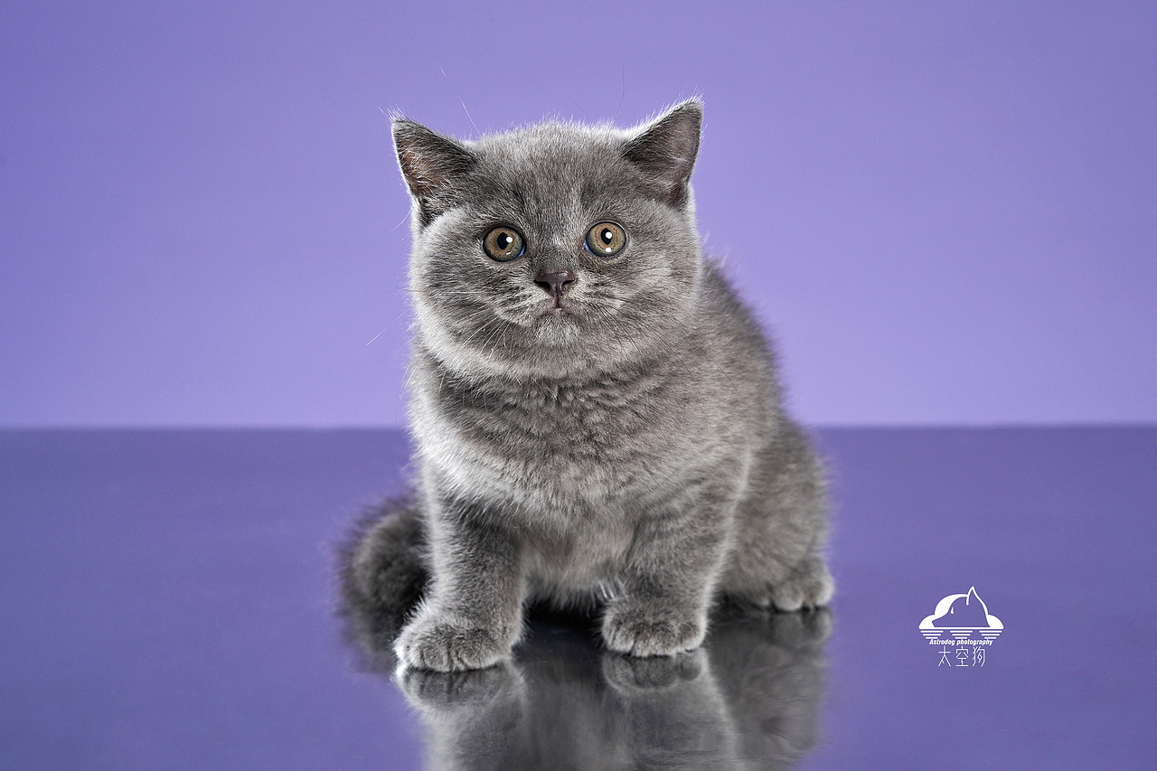 太空狗宠物摄影 英国短毛猫满月写真