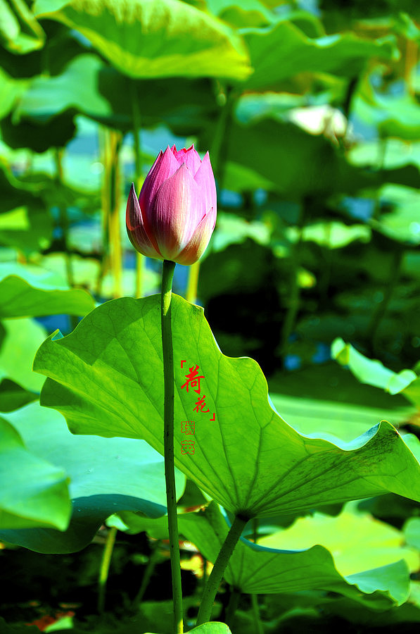 丰庆公园的荷花_西安