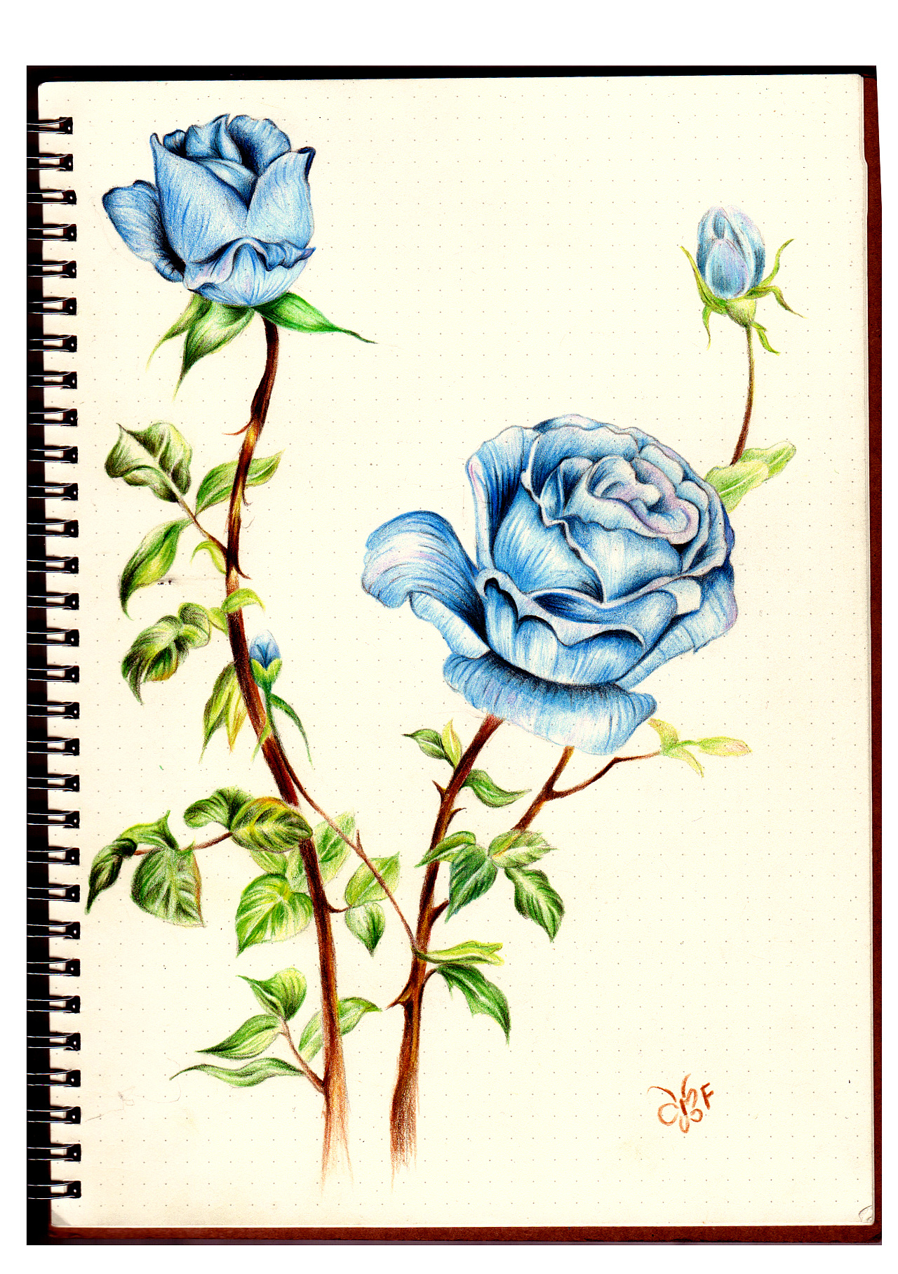 蓝玫瑰水粉画图片