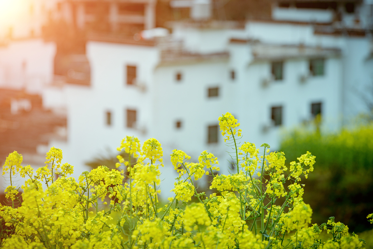 2018婺源油菜花