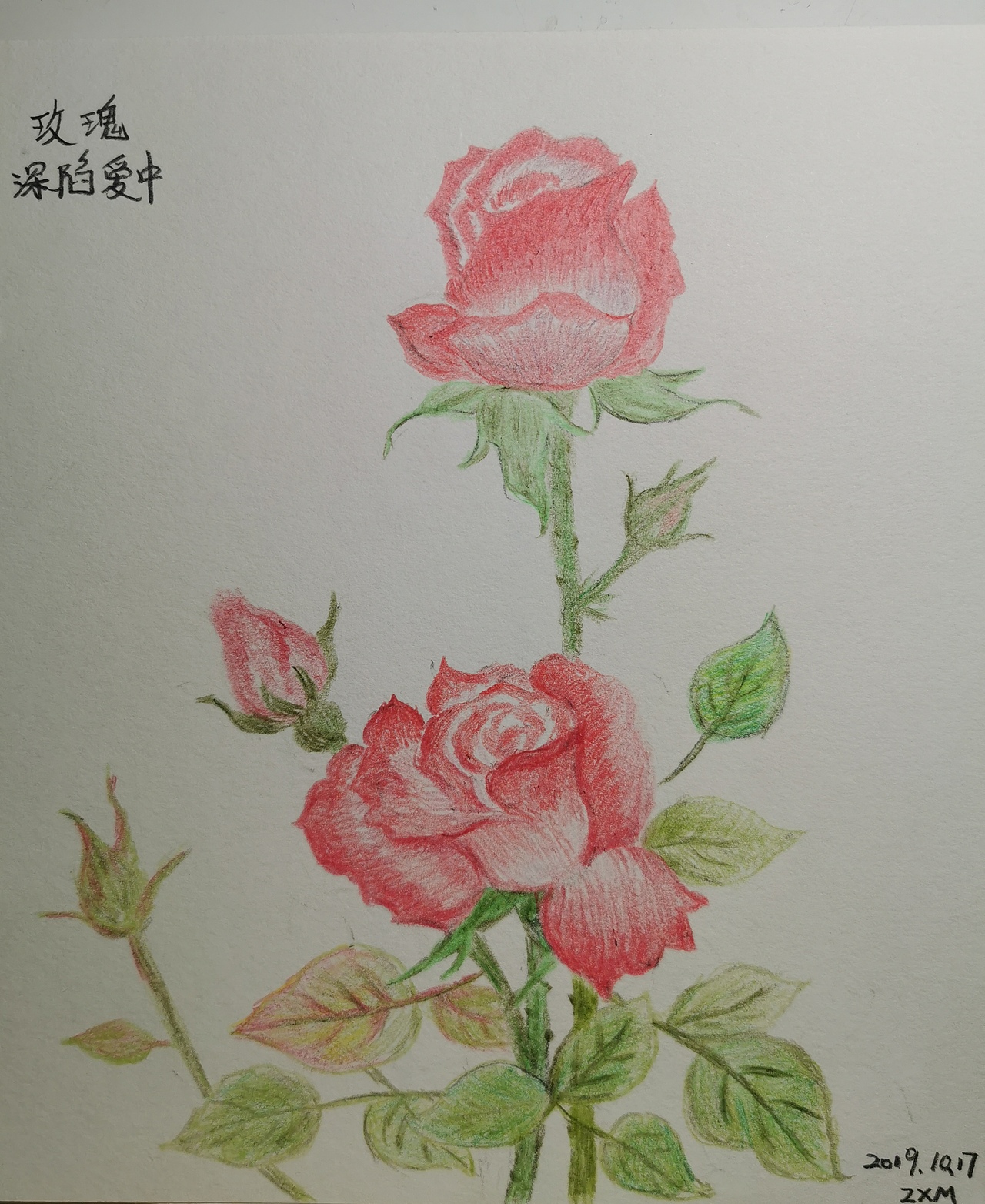 花卉系列彩铅画