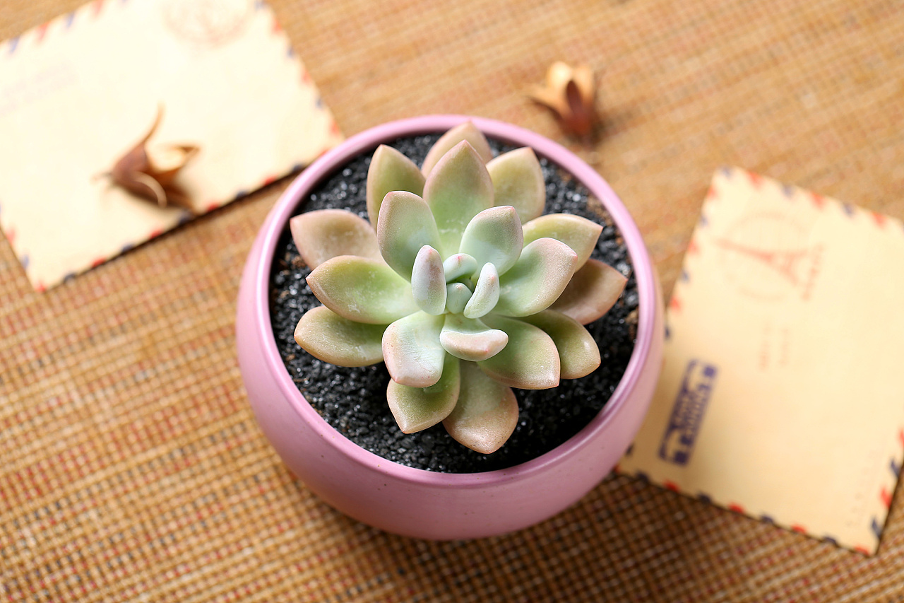 多肉植物 绿植 盆栽 奥普琳娜