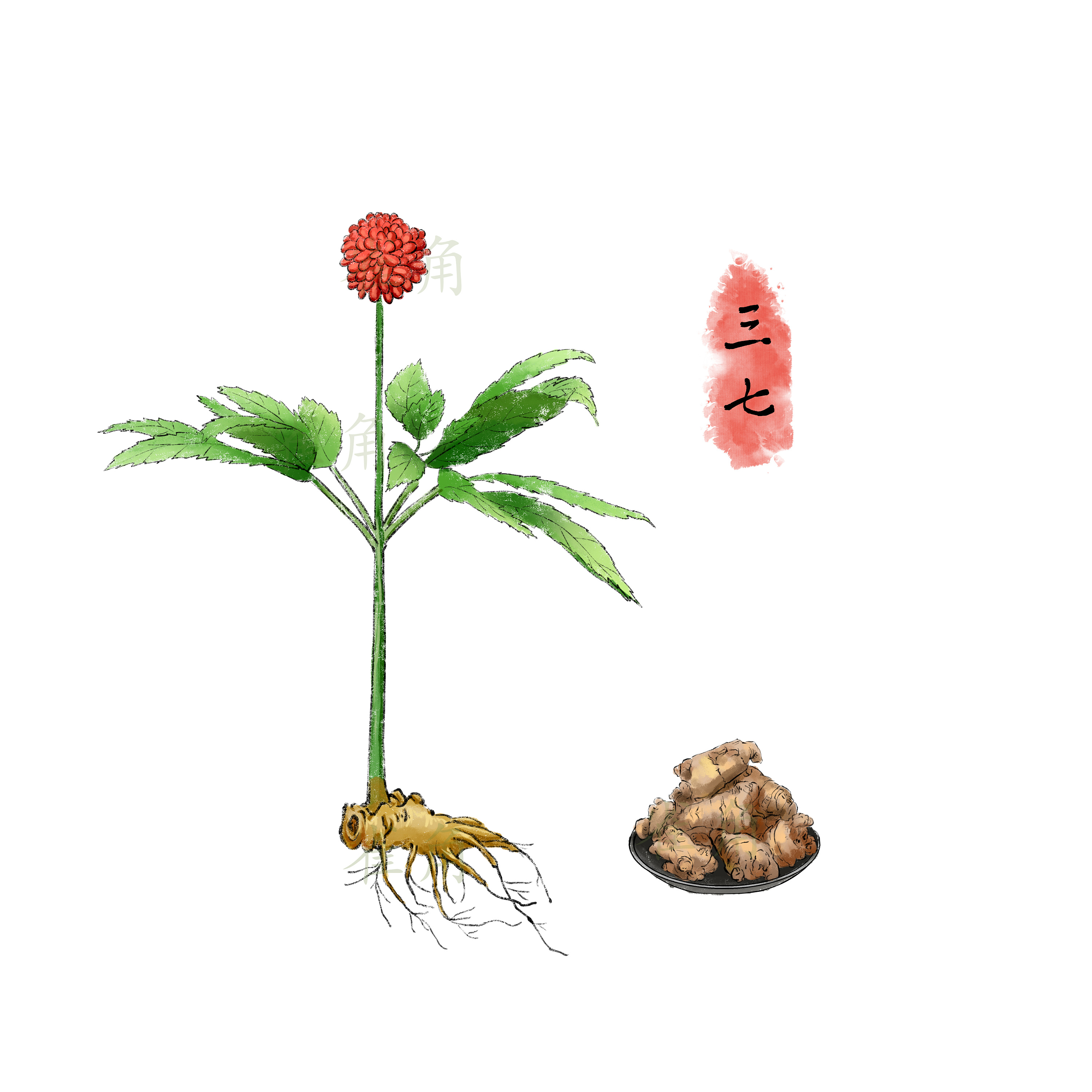 最近的中草药植物插画 ～|插画|商业插画|钱十八吖 - 原创作品 - 站酷 (ZCOOL)