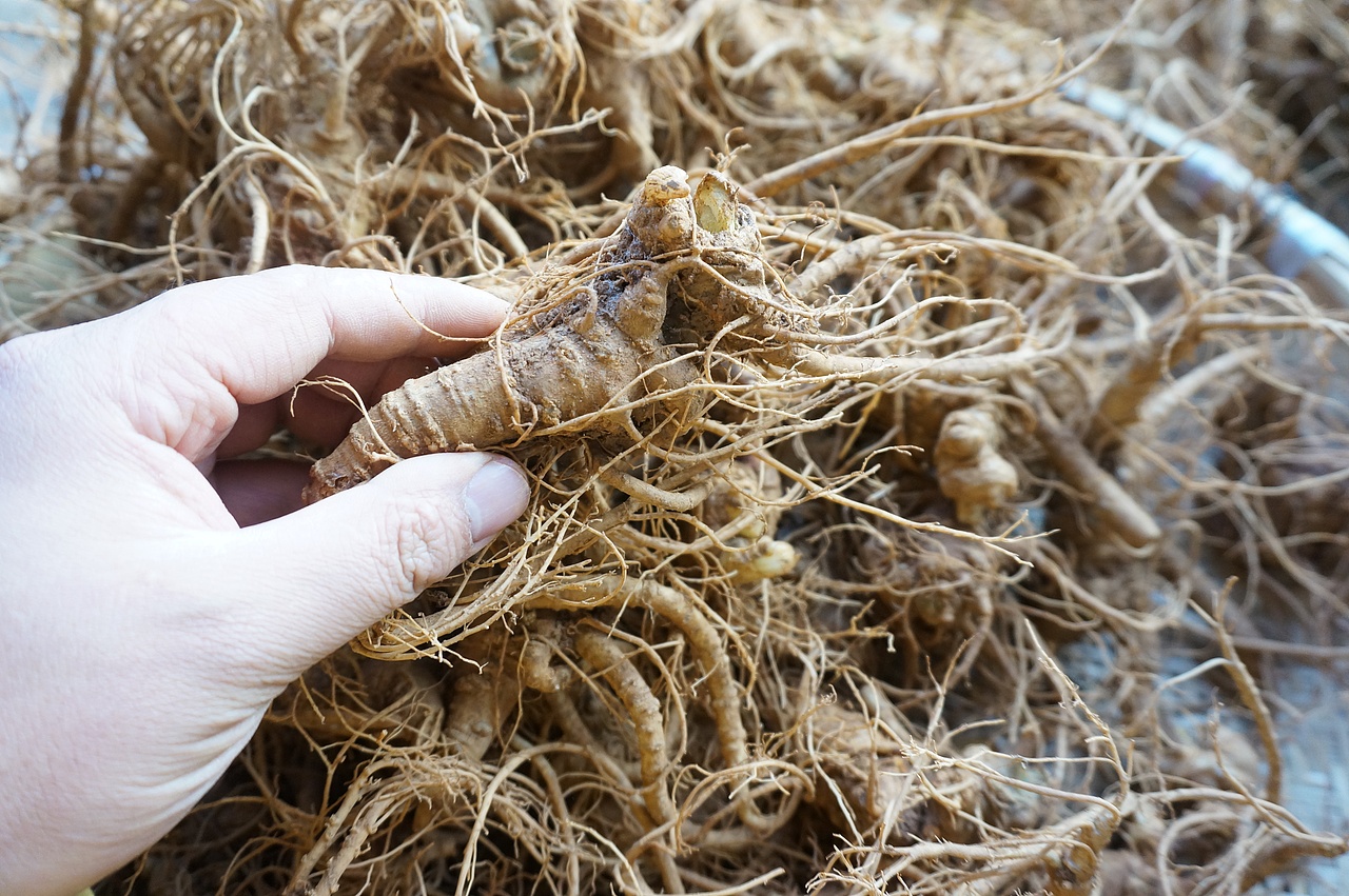 云南满泽三七中的新鲜三七,地里挖出来原样子