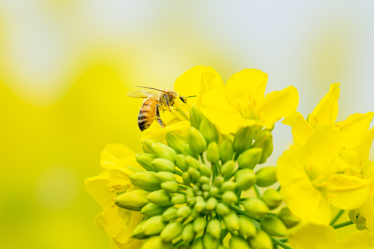 开往春天的油菜花