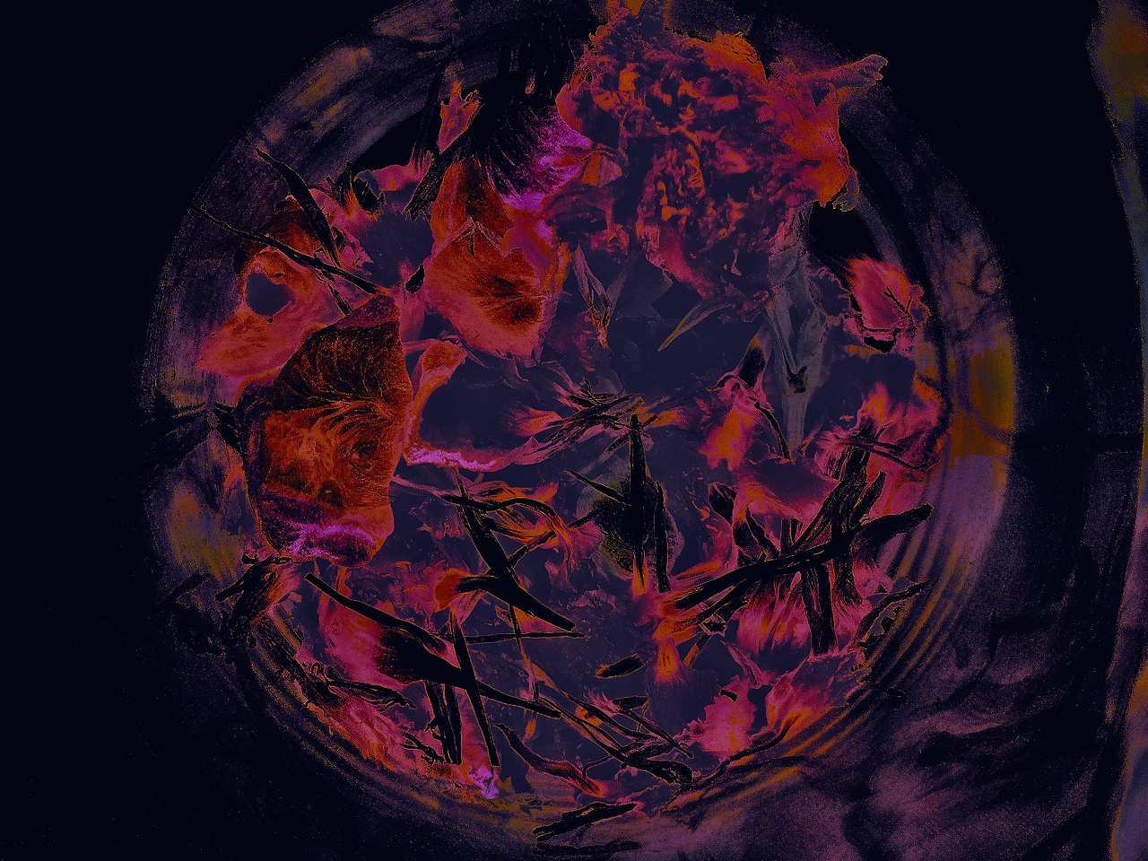 玫瑰花瓣一片片飘落在眼前——