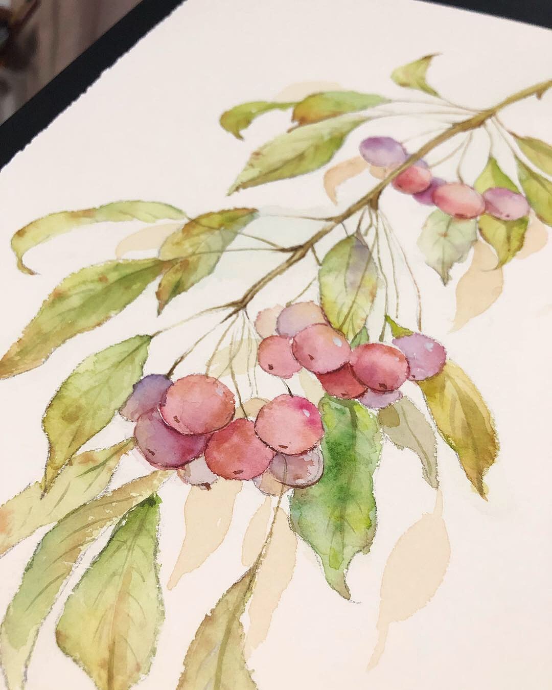 秋日果实水彩练习