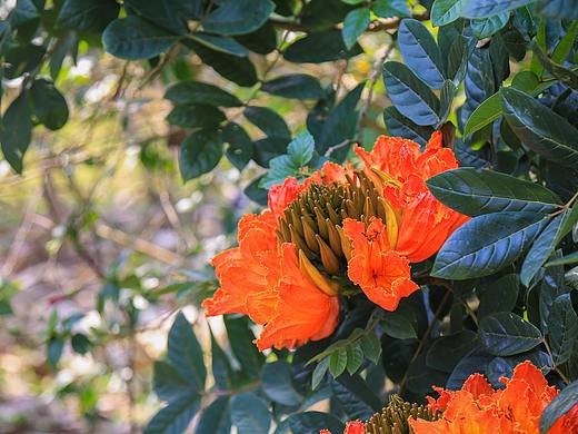 2019三入云滇·第三站 版纳次日