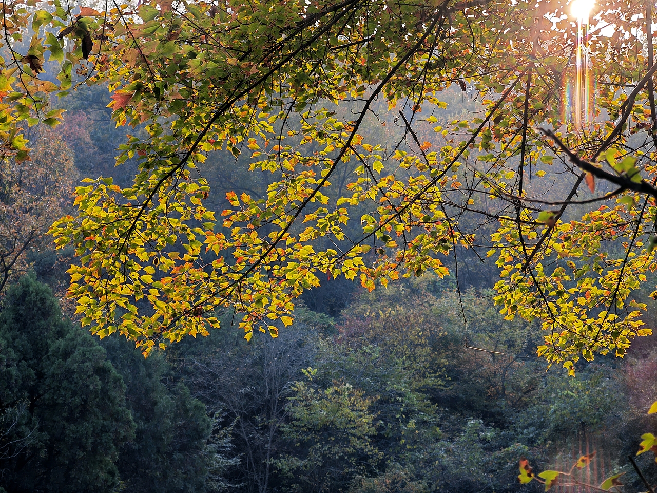 琅琊秋意正浓时（图ZMzgwODIwNTY0） - 风光摄影 - 站酷设计师透明的雨2025原创素材 - 站酷ZCOOL