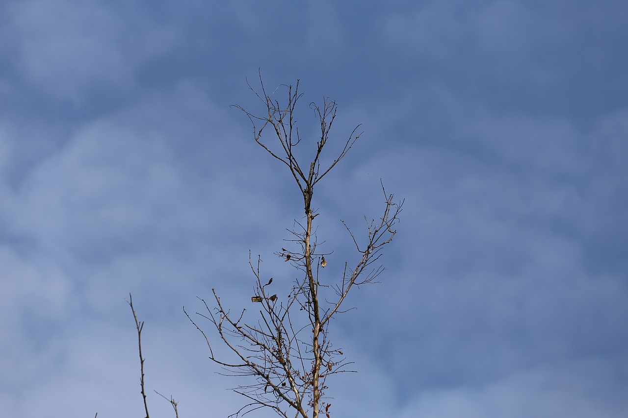 巴马/树 草（图ZODA1OTQzNjA=） - 风光摄影 - 站酷设计师bama547500原创素材 - 站酷ZCOOL