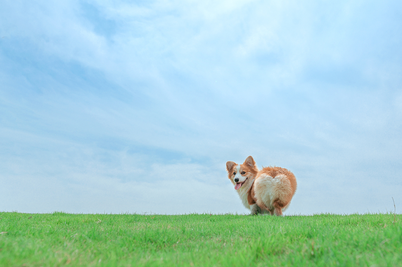 长毛柯基-洛杉矶【均木纪实宠物摄影】