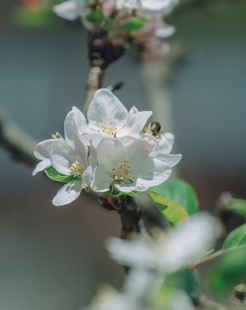 拂花弄琴坐青苔,绿萝树下春风来。