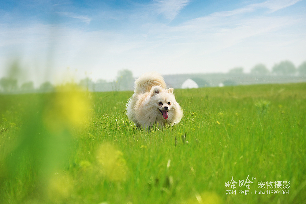 皮蛋~苏州阳澄湖边【哈哈宠物摄影】（图ZNDUzNDUyMTY=） - 宠物摄影 - 站酷设计师韩晨1990原创素材 - 站酷ZCOOL