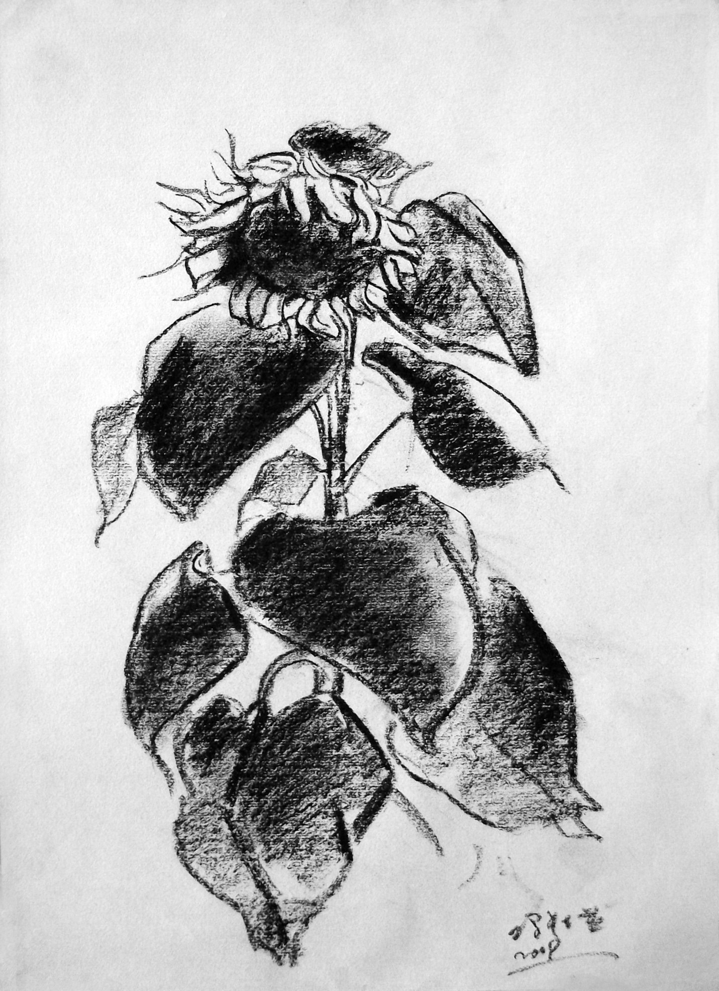 09年《北方·青鸟集》作品选——零九年黑色的夏天|纯艺术|素描|冯渡