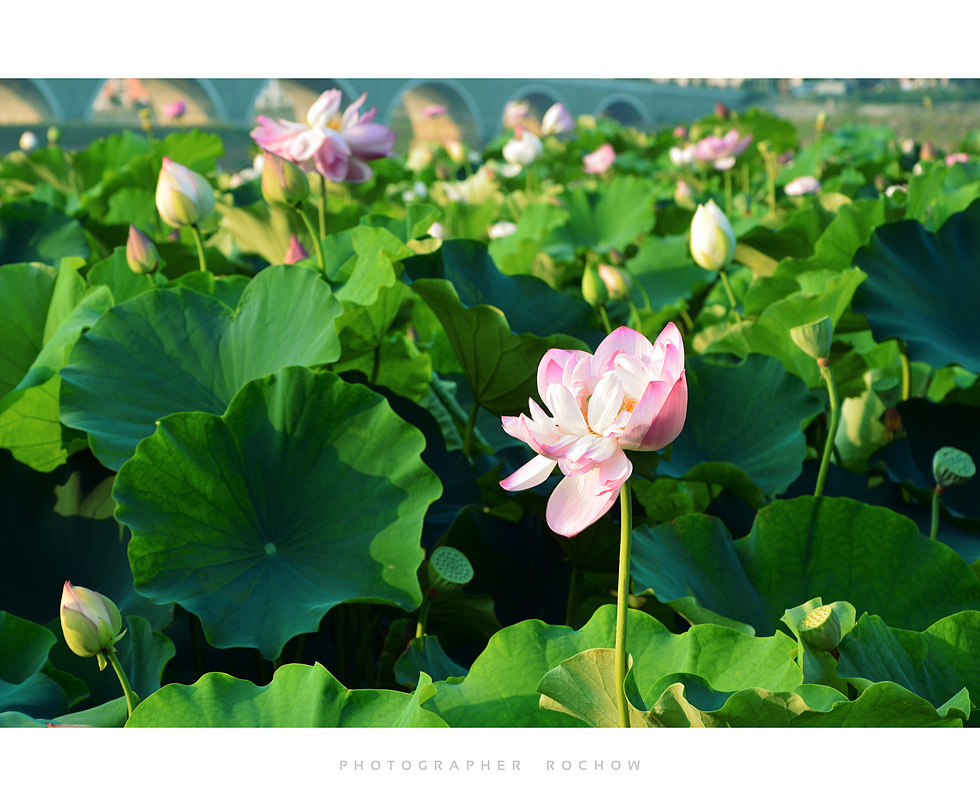 又是荷花浪漫时（图ZODI0MjQ4OTY=） - 风光摄影 - 站酷设计师罗小乔_Rochow原创素材 - 站酷ZCOOL