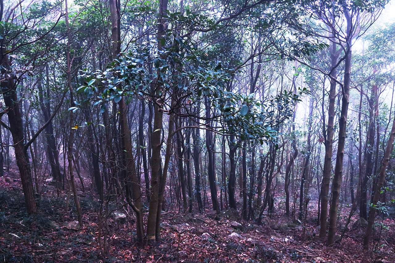 东莞最高峰(银瓶山)