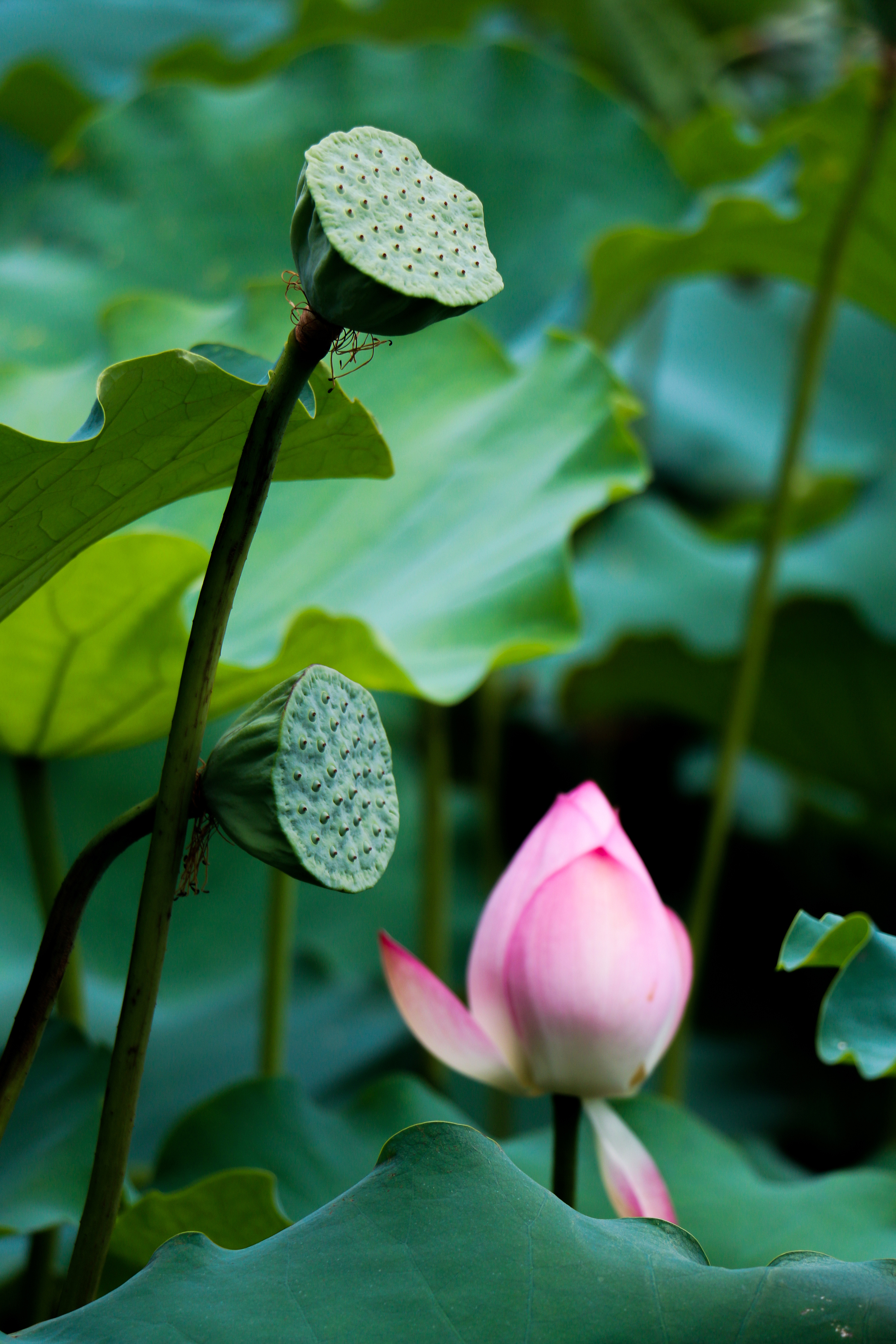 深圳洪湖公园_荷花