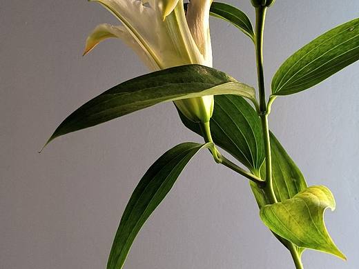 冬日过后春日早晨阳光下的百合花