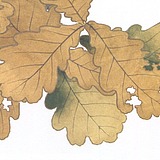 Lishiyang的头像