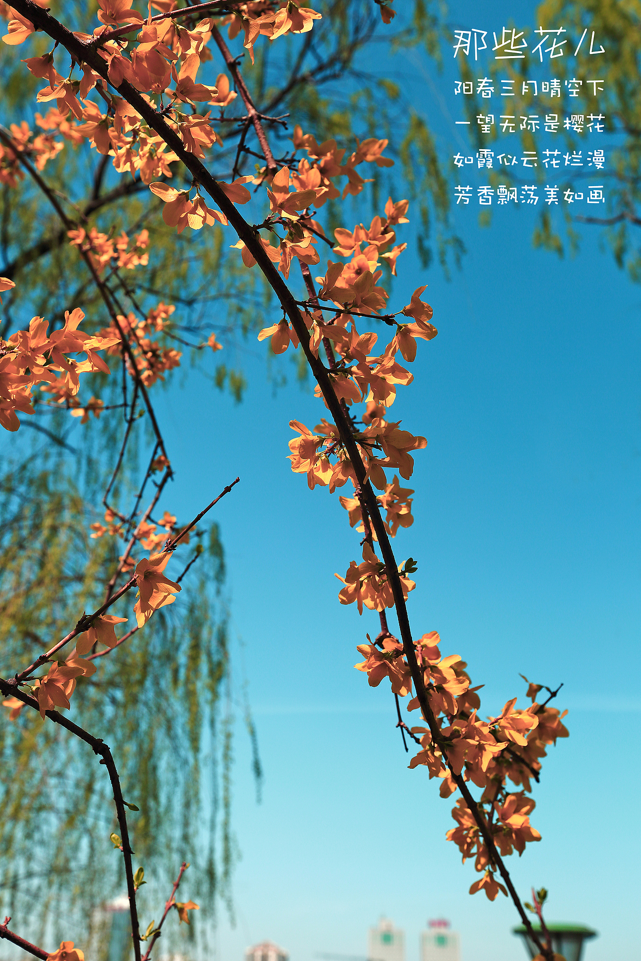 玉渊潭樱花节赏花看人
