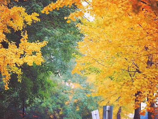 秋日集（个人主页-ZMzMzNzA4NzY=） - 风光摄影 - 站酷设计师摄影师橙子原创素材 - 站酷ZCOOL