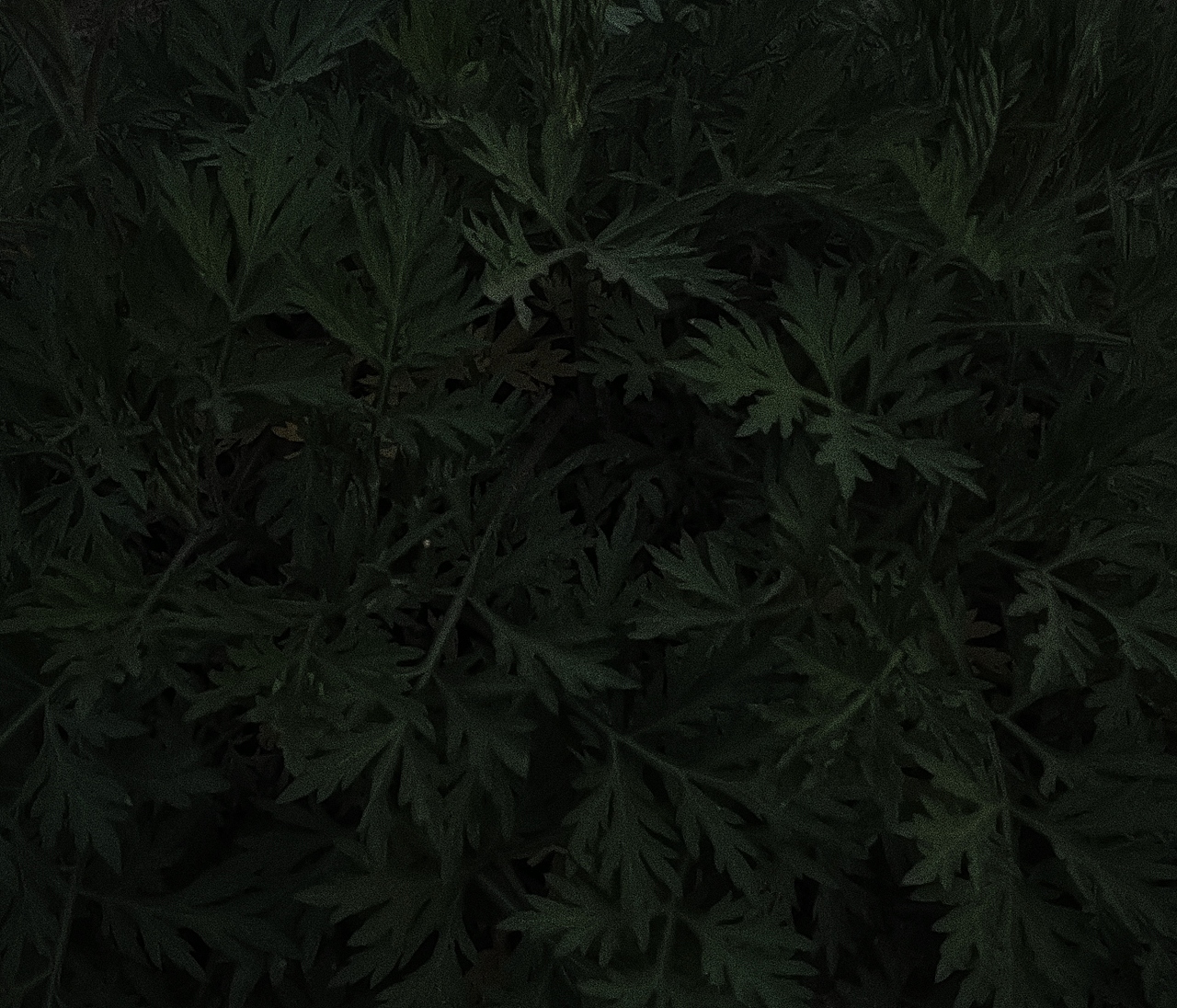 摄影（图ZMjM4ODQ1MzY4） - 其他摄影 - 站酷设计师scoundrel原创素材 - 站酷ZCOOL