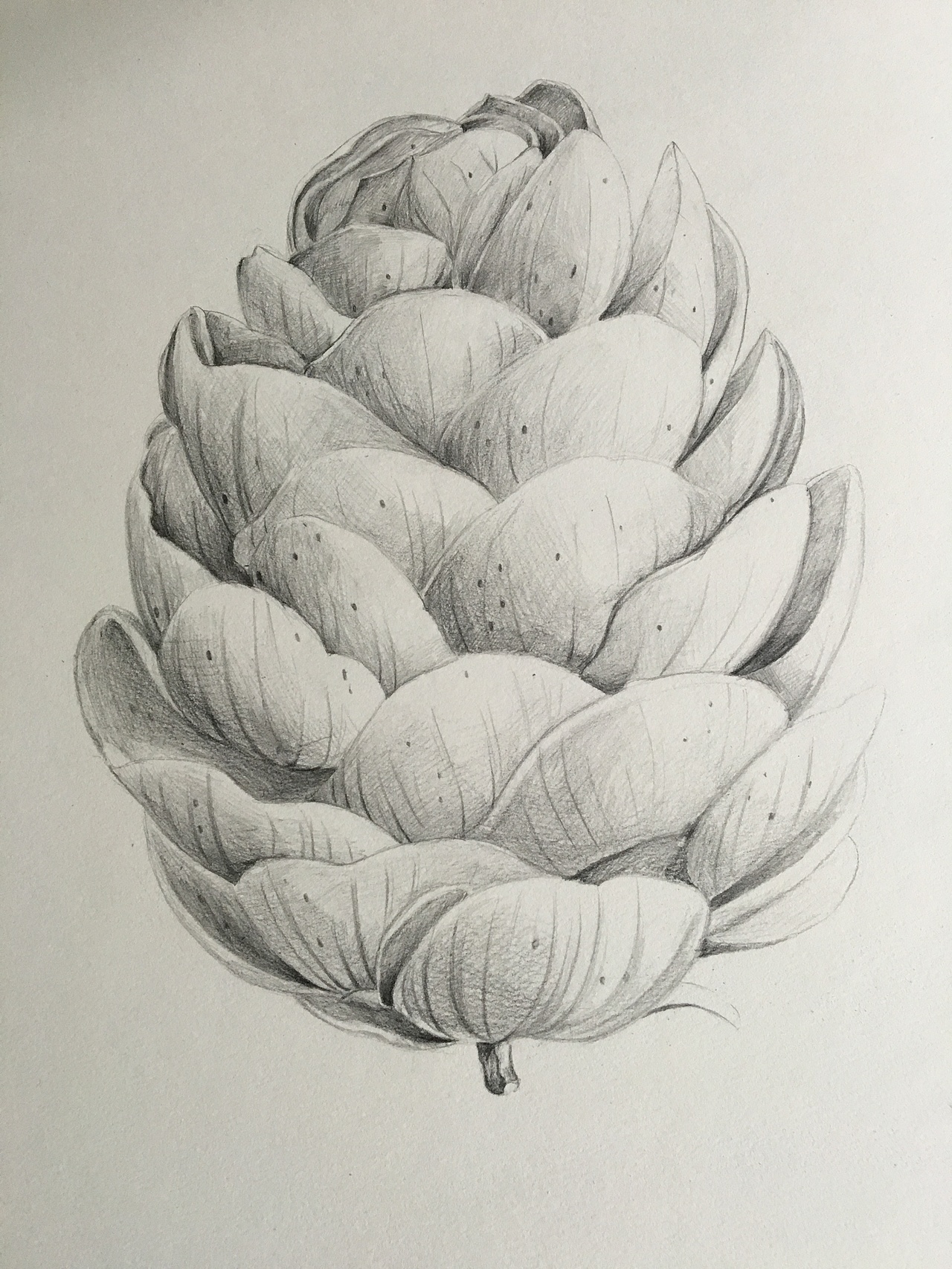 原创作品:素描松果