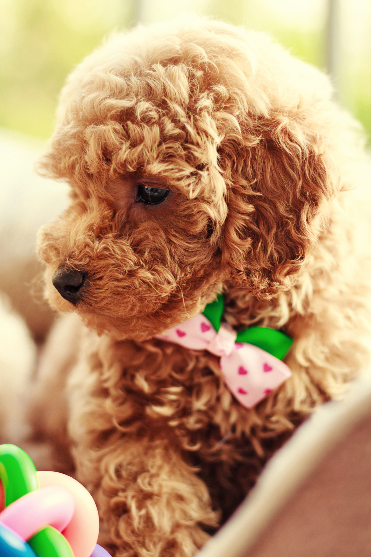 朋友家新出生的小狗