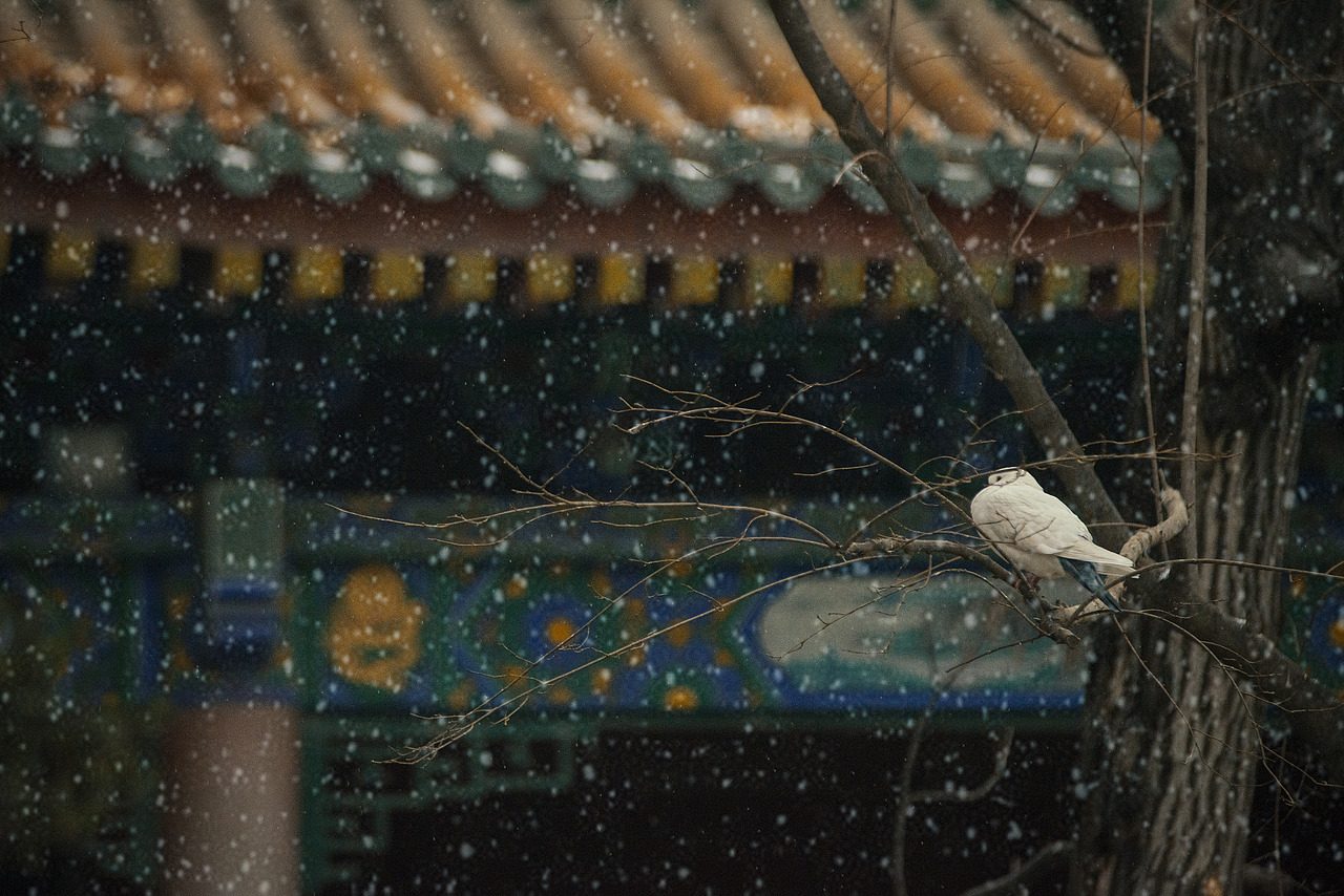 长安城外兴善寺