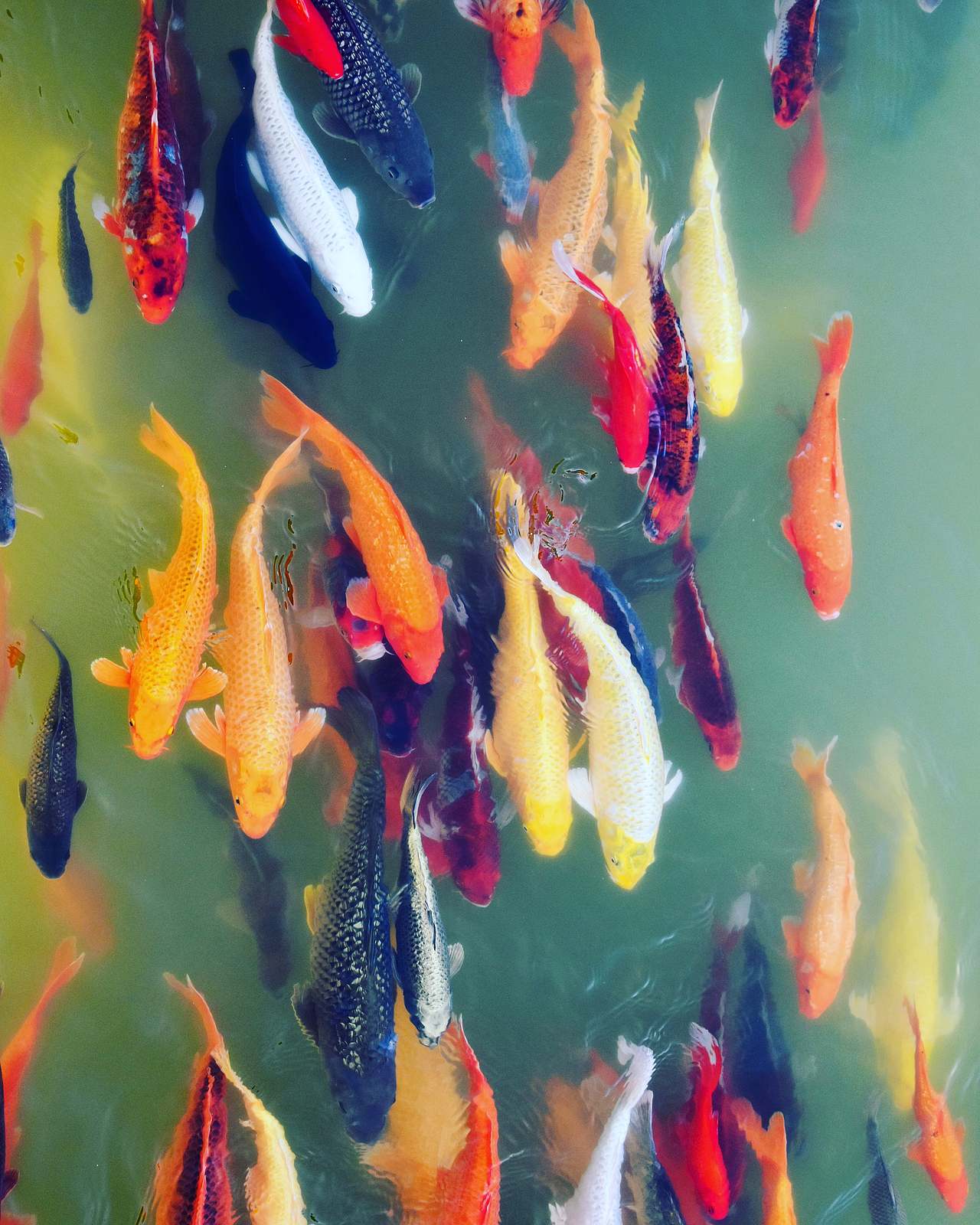 金鱼（图ZMjQwNTk1OTAw） - 风光摄影 - 站酷设计师江明叔原创素材 - 站酷ZCOOL