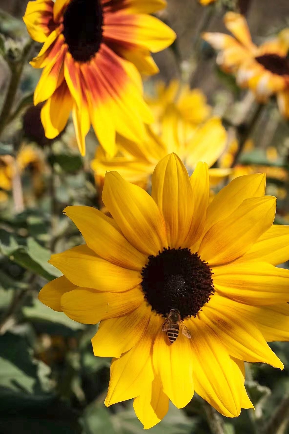 【摄影】上海扫街-向日葵（图ZMjkyMTIyNTI4） - 风光摄影 - 站酷设计师孙老莹原创素材 - 站酷ZCOOL