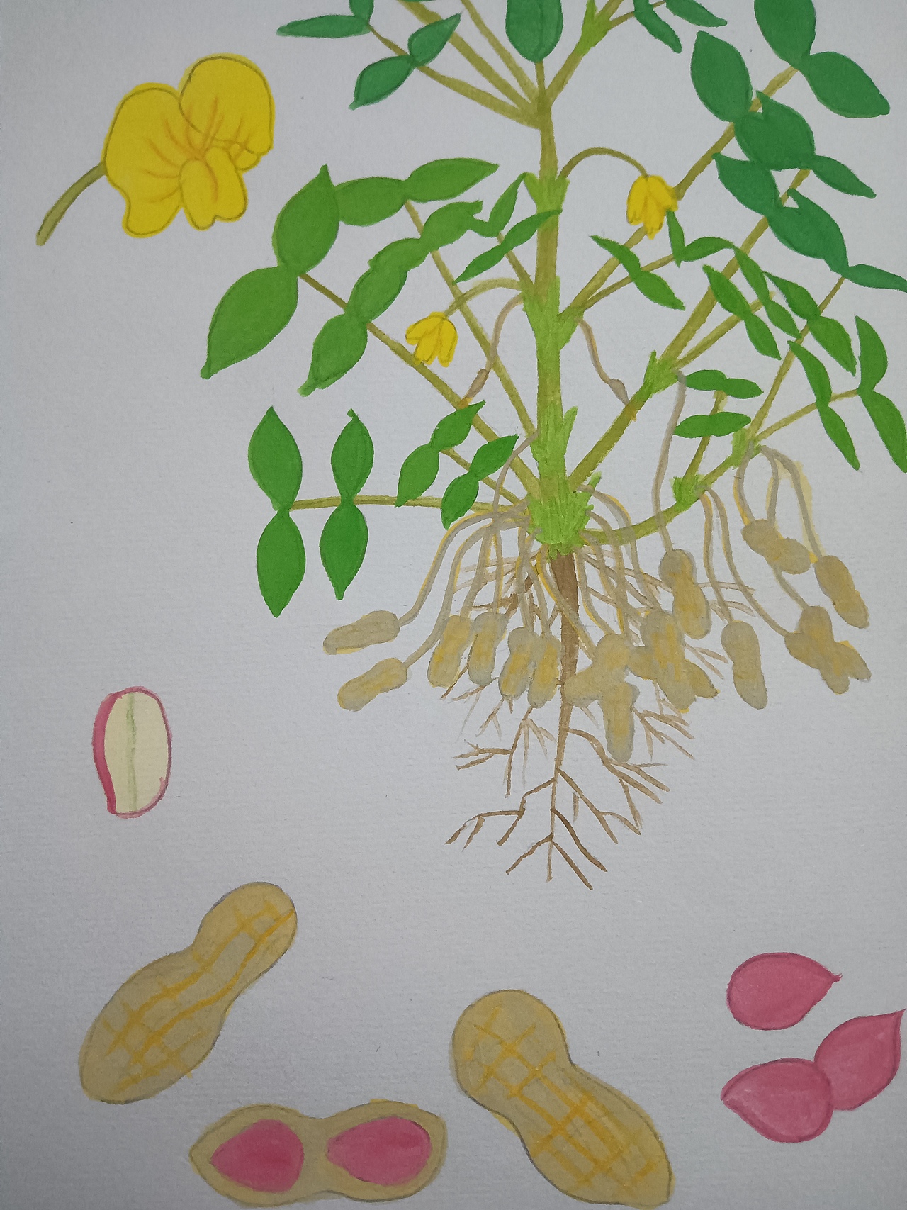 植物生长(花生)