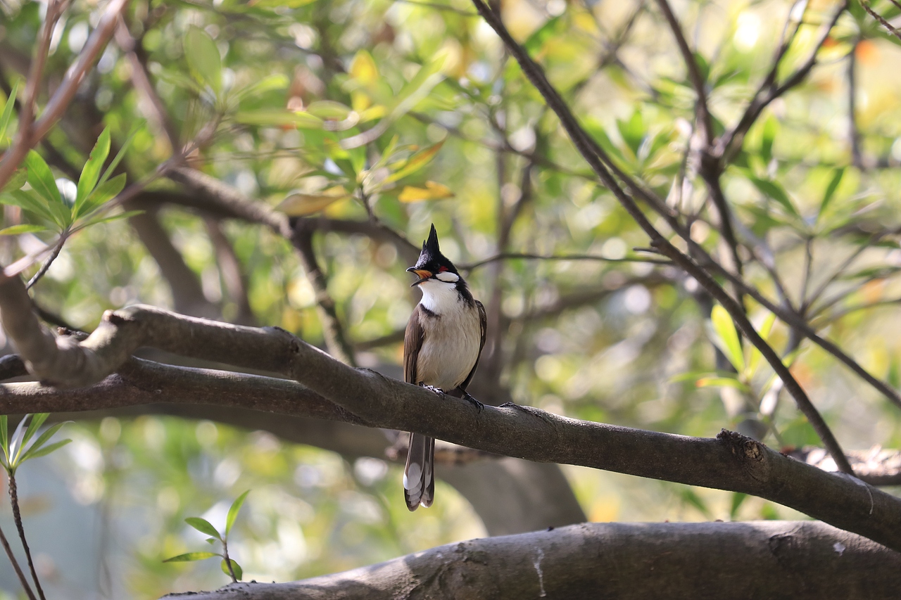  东湖公园之偶遇鸟趣&猫咪