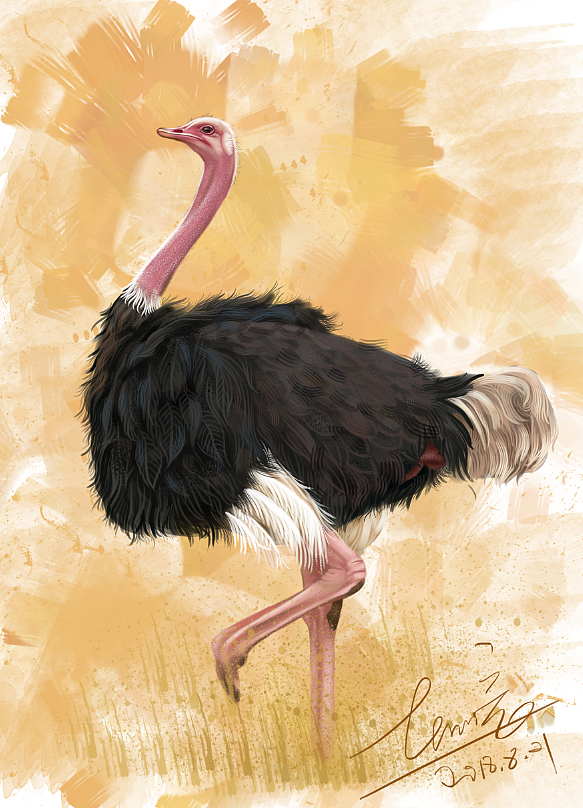 鸵鸟和小猎豹的故事手绘