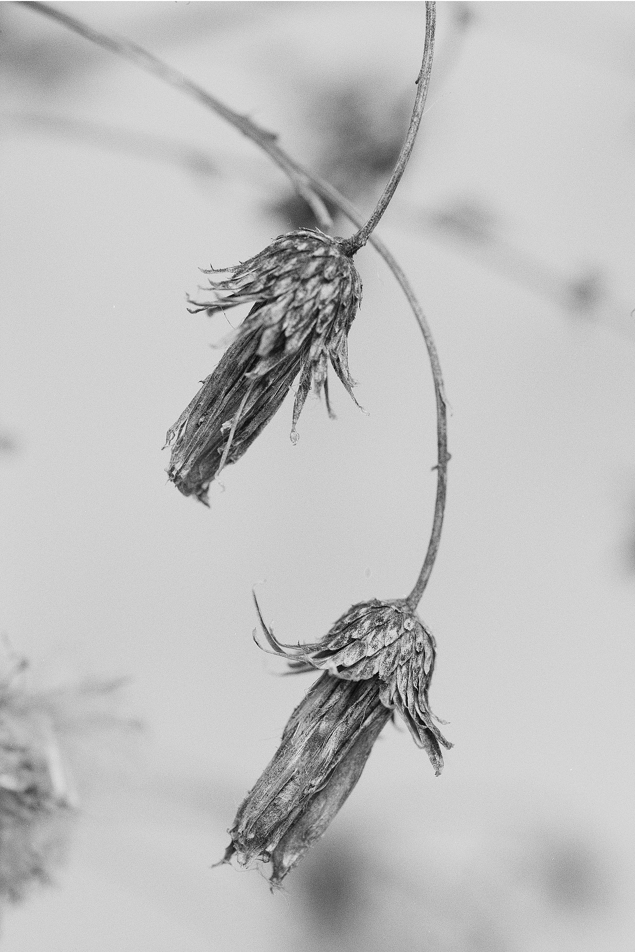 植物 - 胶片摄影(彩色为数码)