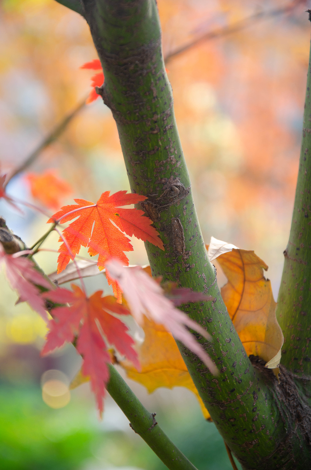 风景摄影（图ZMTg5NTQ2NDY0） - 人文/纪实摄影 - 站酷设计师Z39085363原创素材 - 站酷ZCOOL