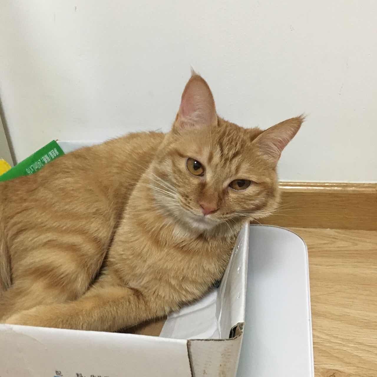 菜刀眼黄豆芽的日常（图ZODEwMzczMzY=） - 宠物摄影 - 站酷设计师violasean原创素材 - 站酷ZCOOL