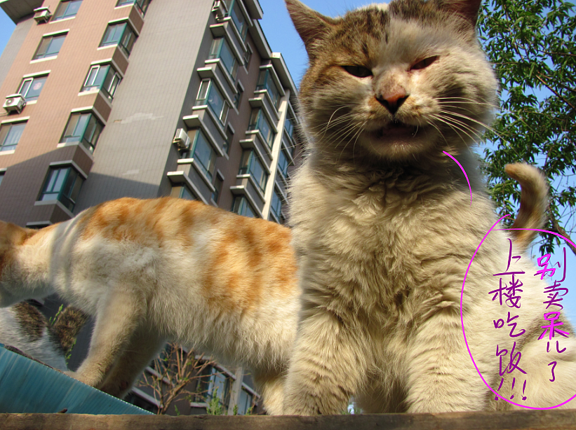 我结交了一群新朋友（图ZMjc2MjE2MzY=） - 文案/策划 - 站酷设计师画师x如也原创素材 - 站酷ZCOOL