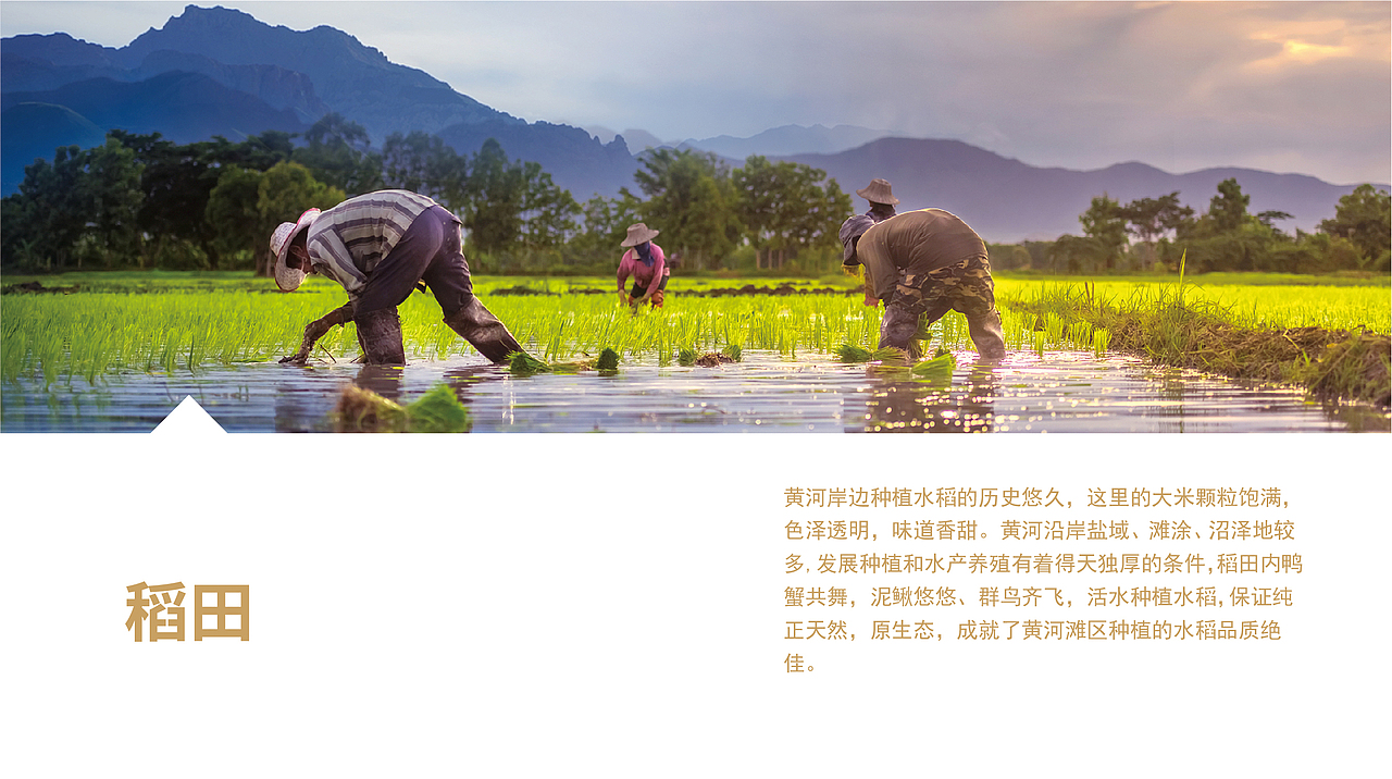 至觉案例丨彬山涛丰：大米品牌包装设计（图ZMjA1MjQwMjg4） - 包装 - 站酷设计师至觉品牌包装设计原创素材 - 站酷ZCOOL