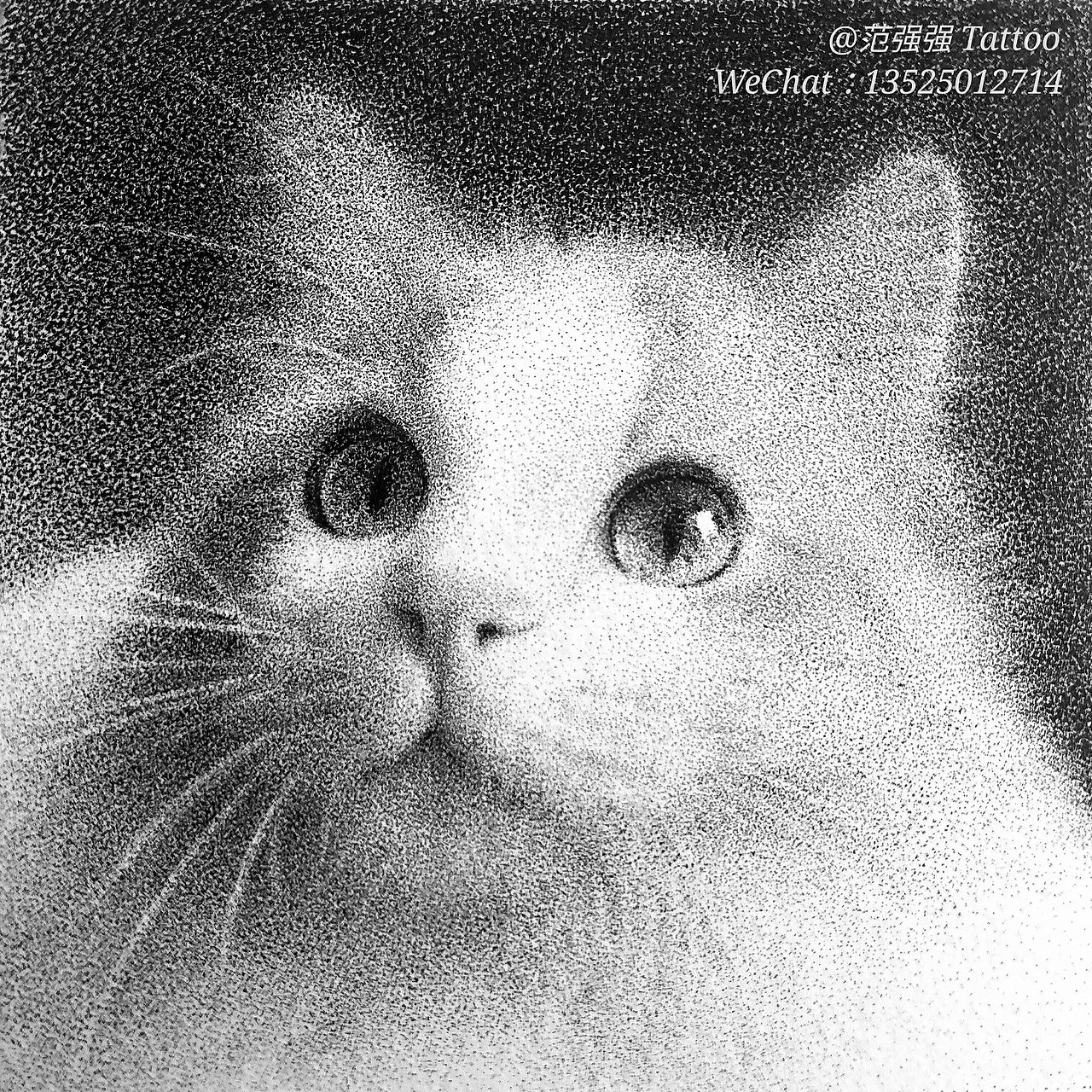 点绘猫（图ZMTE4ODIwOTcy） - 绘画 - 站酷设计师九泽Tattoo原创素材 - 站酷ZCOOL