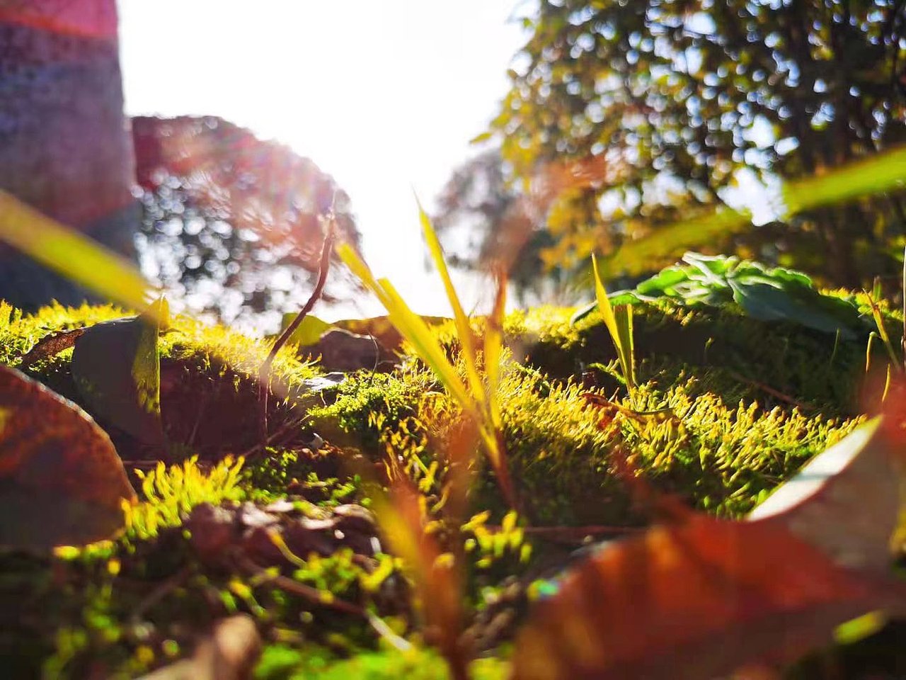 随手拍的葫芦藓（图ZMjcyNjI3Mzk2） - 其他摄影 - 站酷设计师黑色冰河原创素材 - 站酷ZCOOL