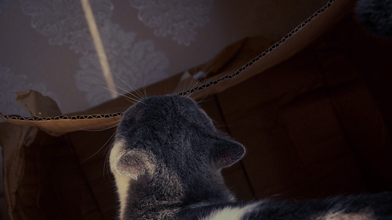 自己拍壁纸系列02（图ZMjUyODM4NTE2） - 宠物摄影 - 站酷设计师狠手辣原创素材 - 站酷ZCOOL