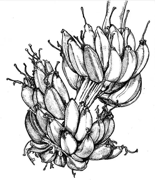 果蔬线描组（图ZNTY1MTQ2NzI=） - 绘画 - 站酷设计师多多猴原创素材 - 站酷ZCOOL