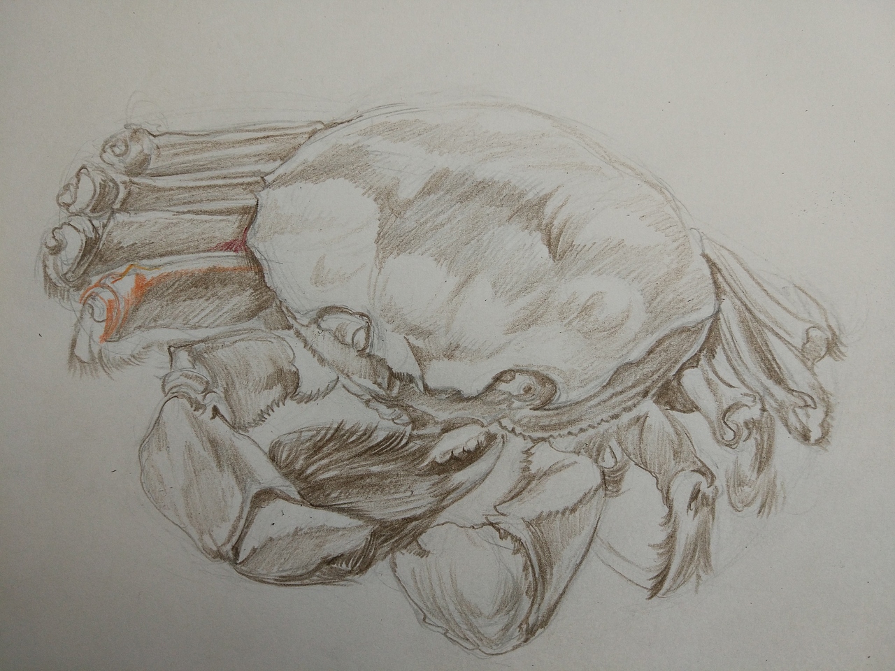 九月蟹肥（图ZMTMwMTgzNzU2） - 绘画 - 站酷设计师一只有思想的猫原创素材 - 站酷ZCOOL