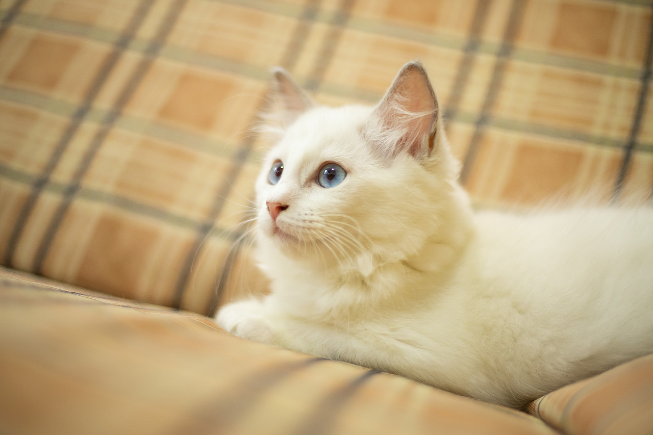 快三个月，有喜欢的吗快点领走（图ZMjI1NjQ4ODQ0） - 宠物摄影 - 站酷设计师我爱黎明我爱黎明原创素材 - 站酷ZCOOL