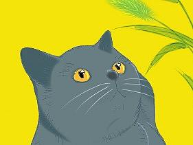 猫咪
