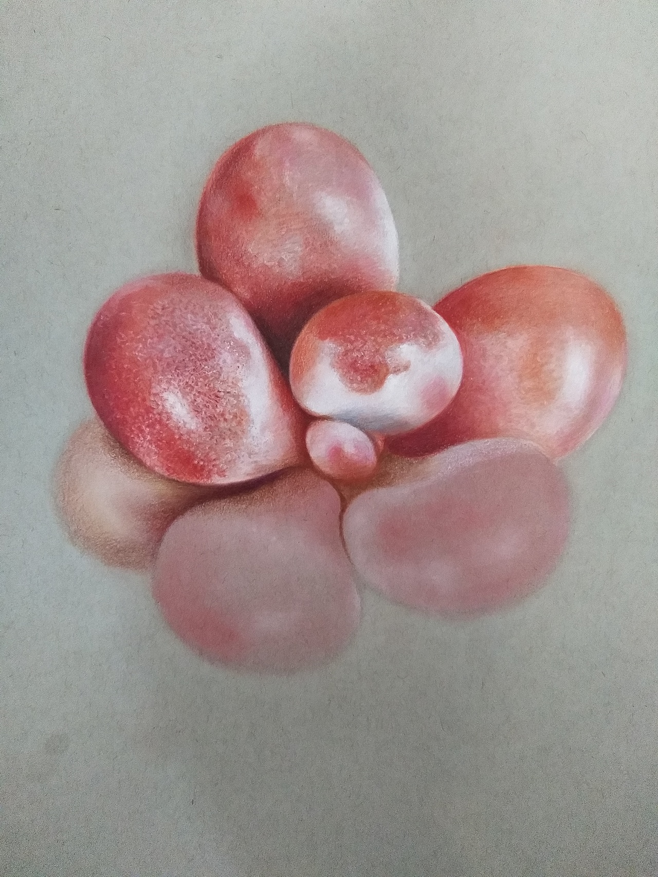 李胜仁 作品(多肉)