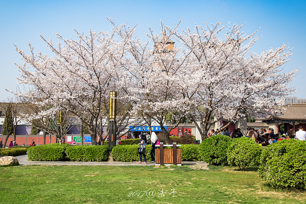 大雁塔樱花盛开